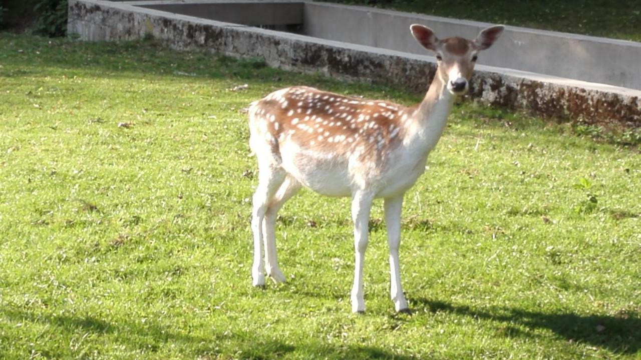 Domacija Bubec Villa Ilirska Bistrica Buitenkant foto